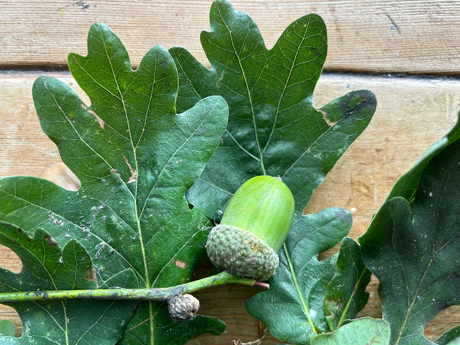 One of the One Thousand fresh Acorns