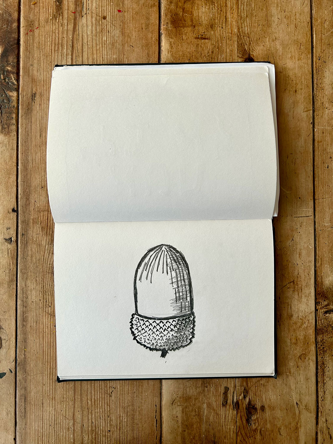 The Sketch of an Acorn