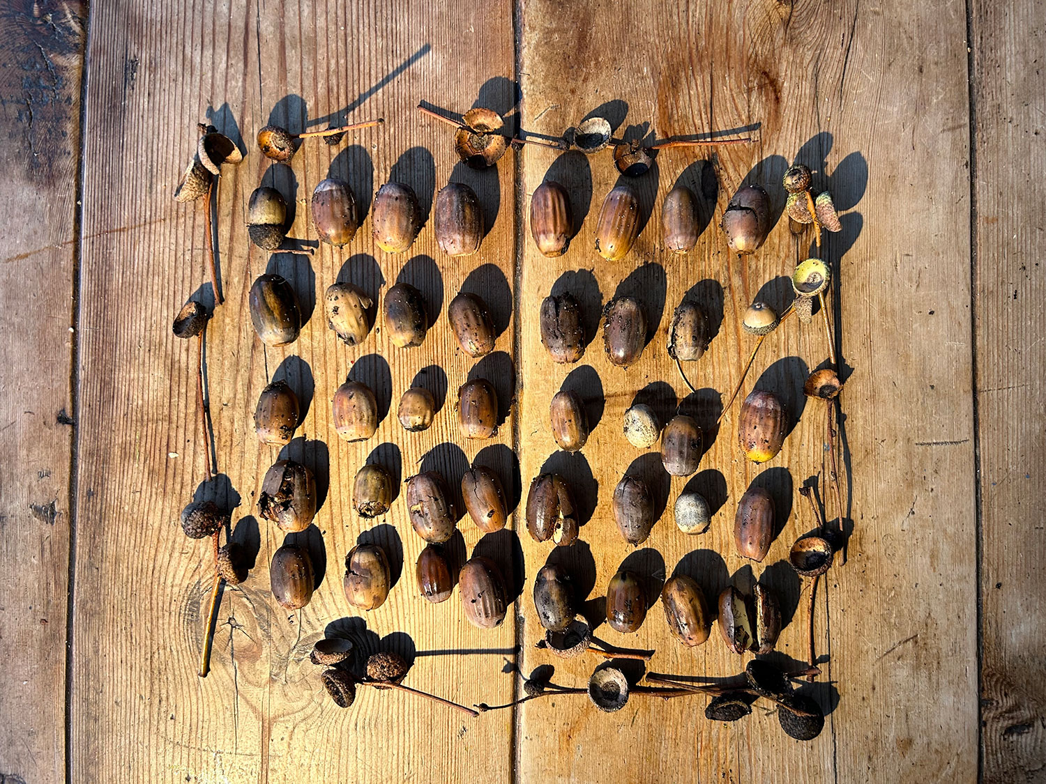 Forty shrinking and shrivelling Acorns waiting to be thrown in the Bin