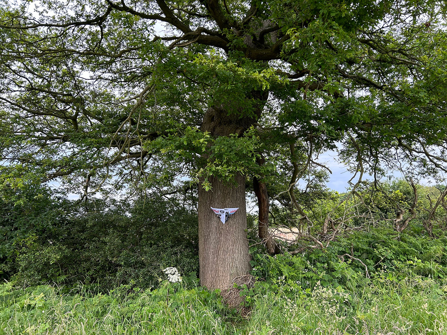 Paper on tree
