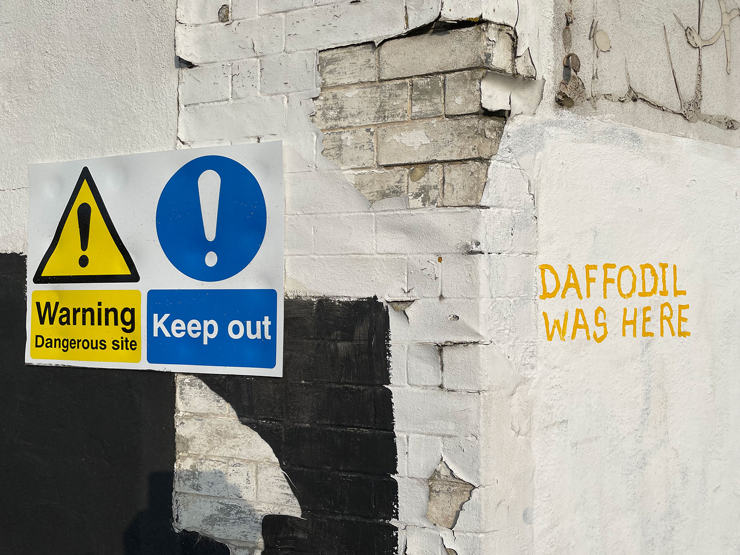 DAFFODIL WAS HERE