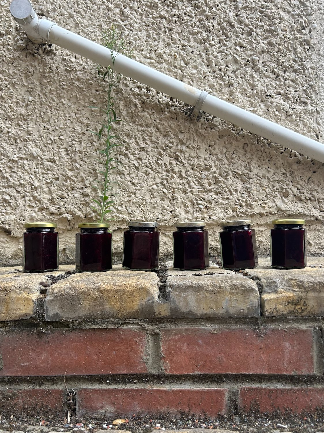 Later This Afternoon – Six Jars of Damson Jam