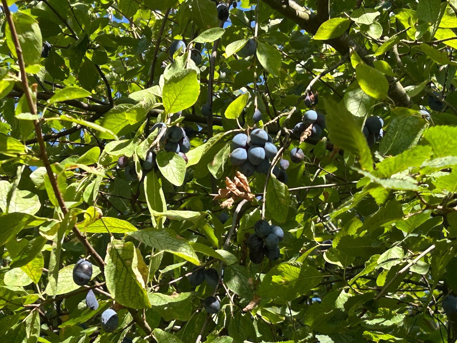 The Damsons in Season – Today