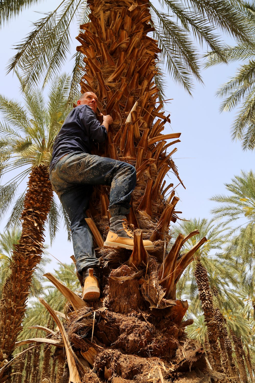 The Climber of Trees