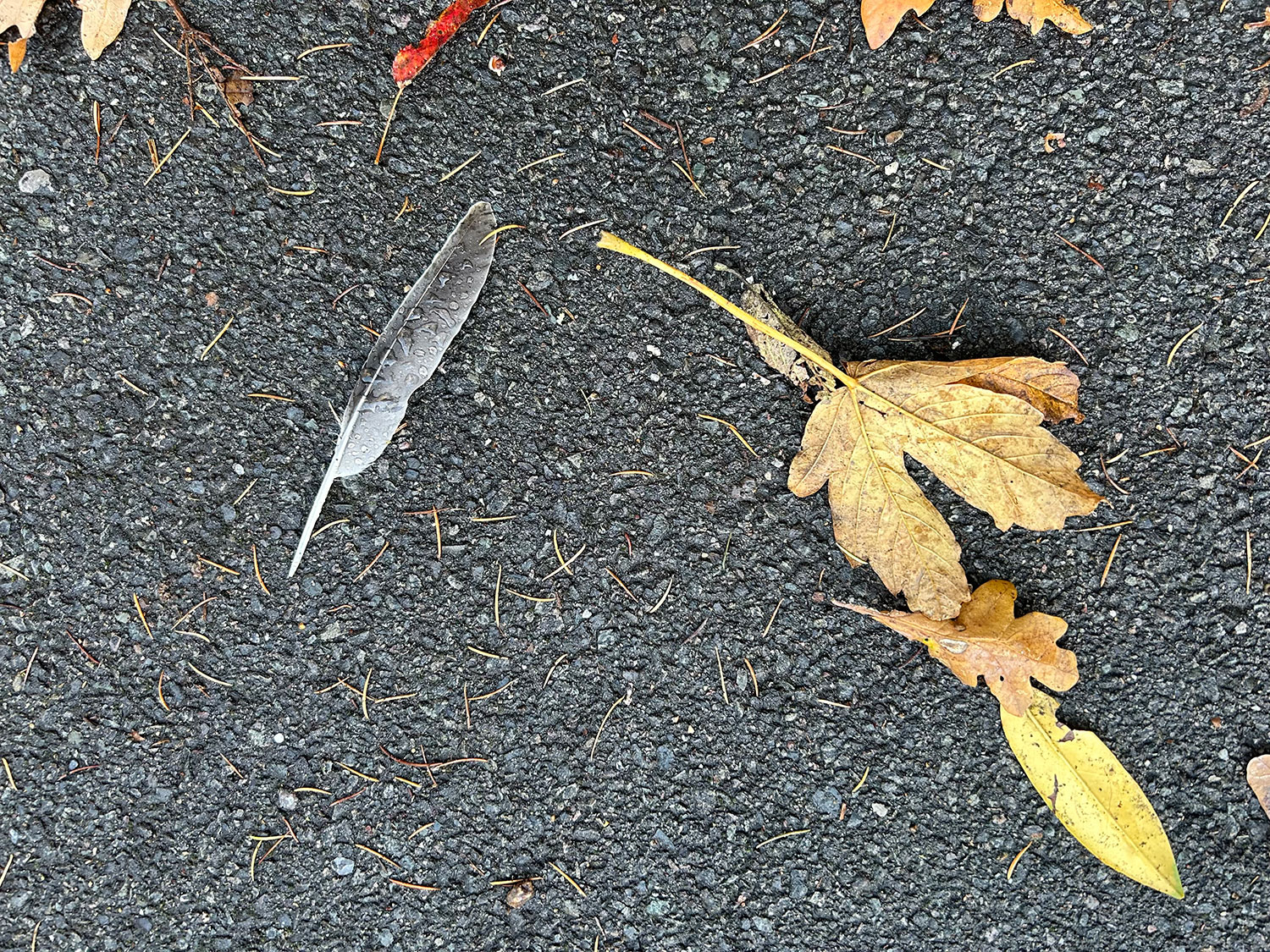 Feather & Leaf
