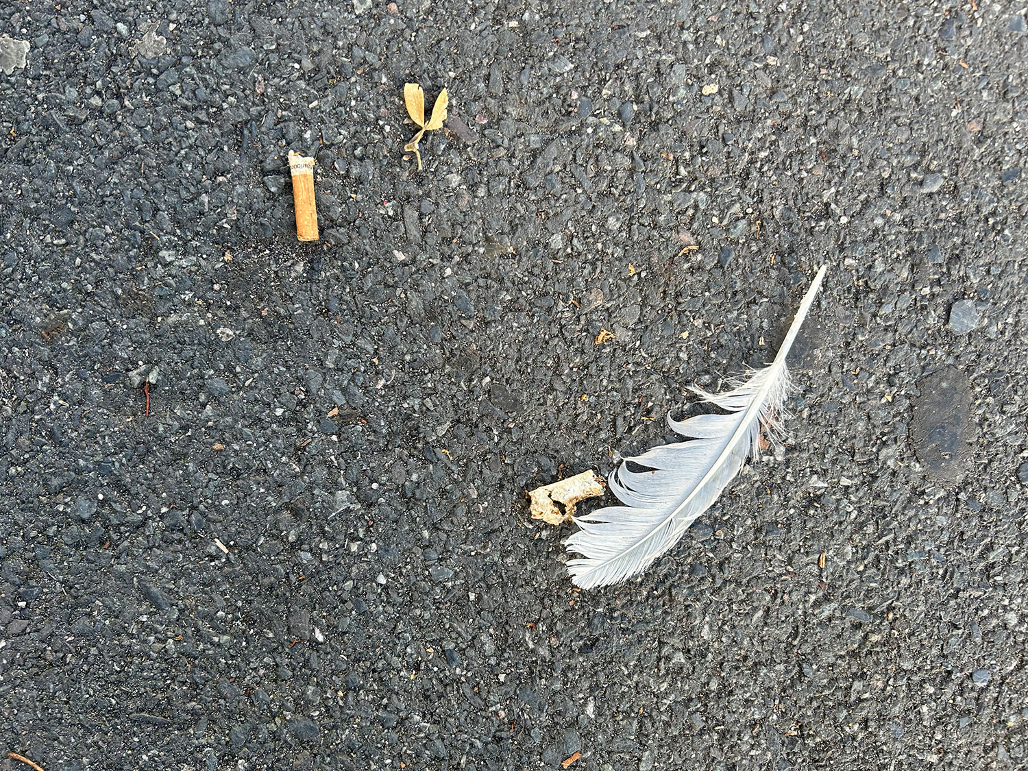 feather on tarmac