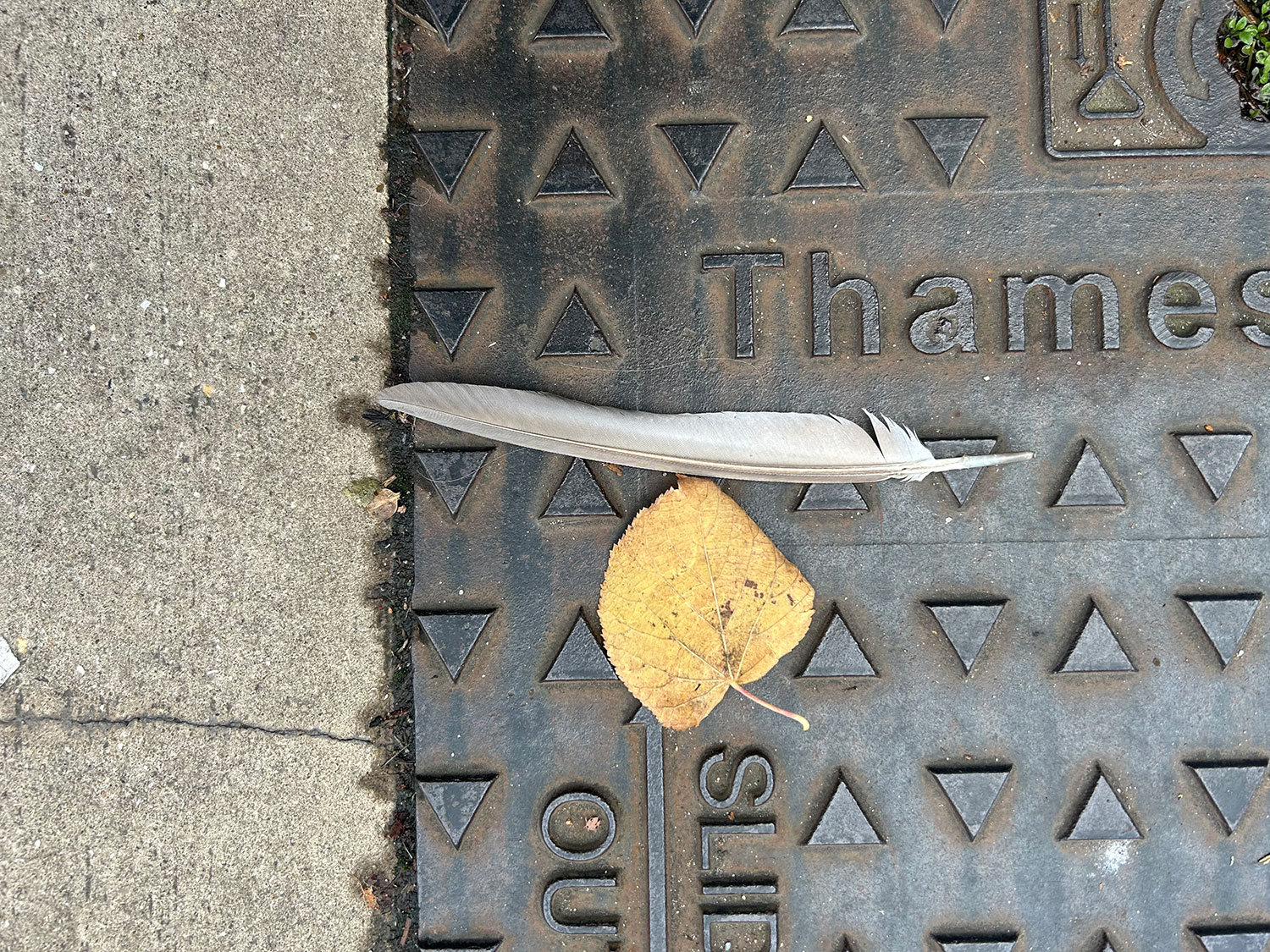Leaf & Feather