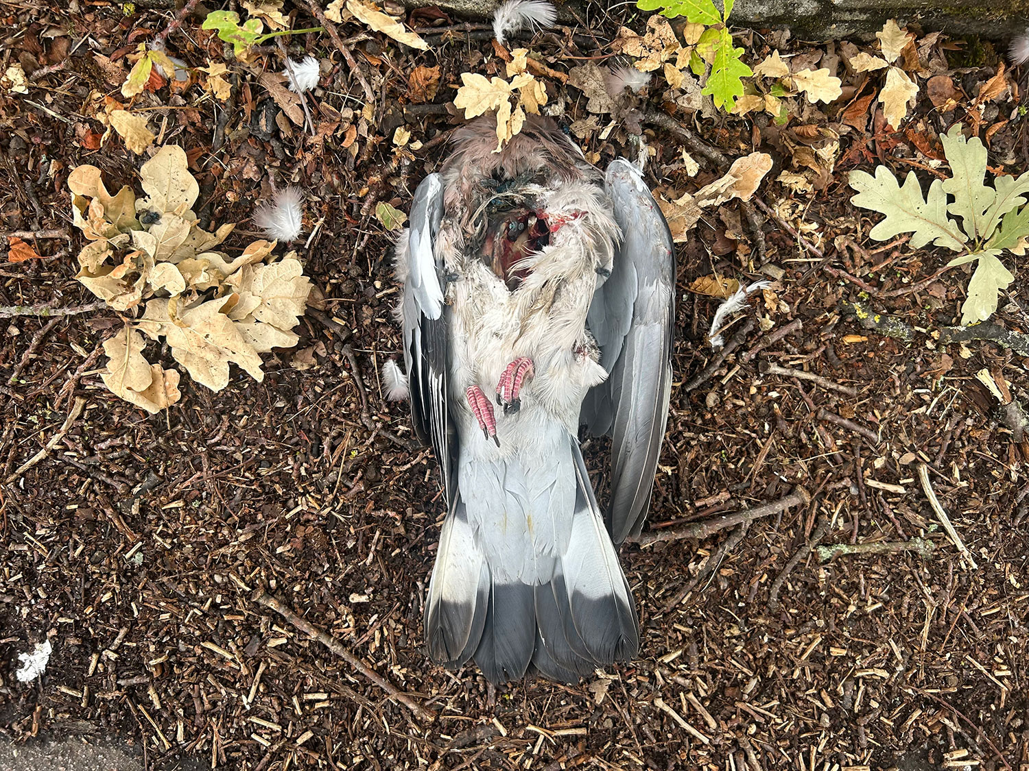 dead pigeon