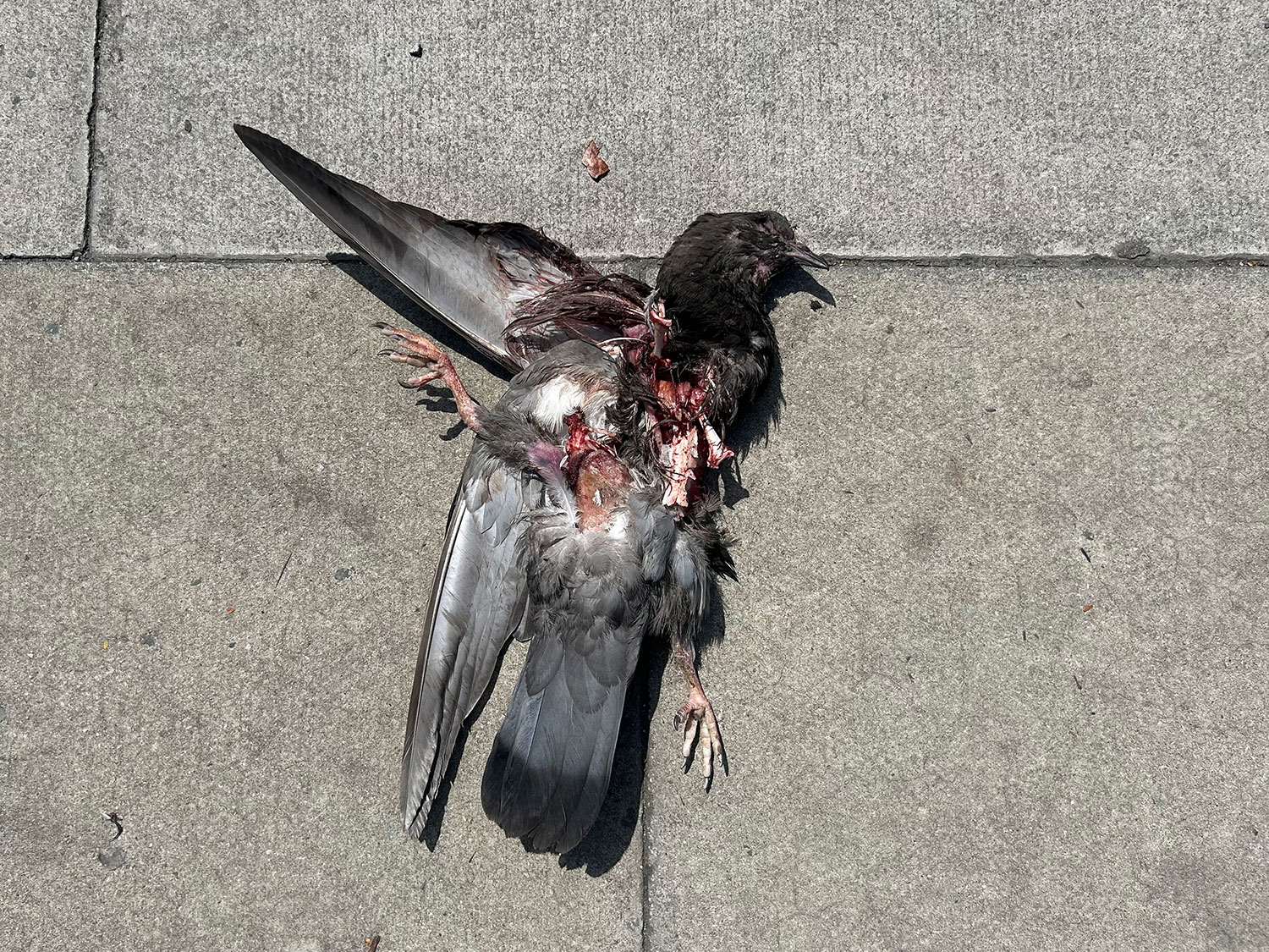 dead pigeon